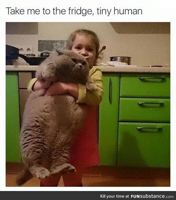 what a big kitty cat.. :o