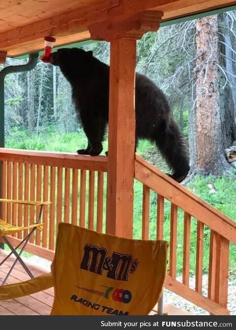 Can someone tell me what kind of hummingbird this is?