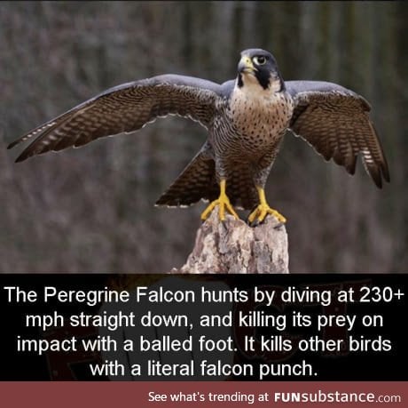 The real Captain Falcon