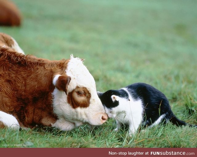 "You are a good cow"