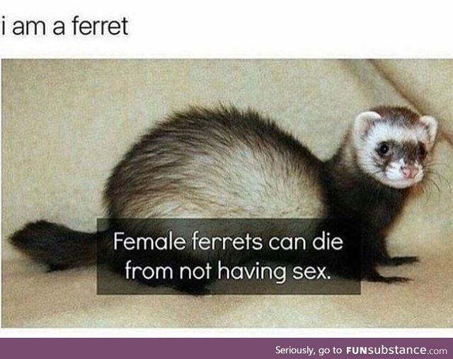 Are you a ferret?