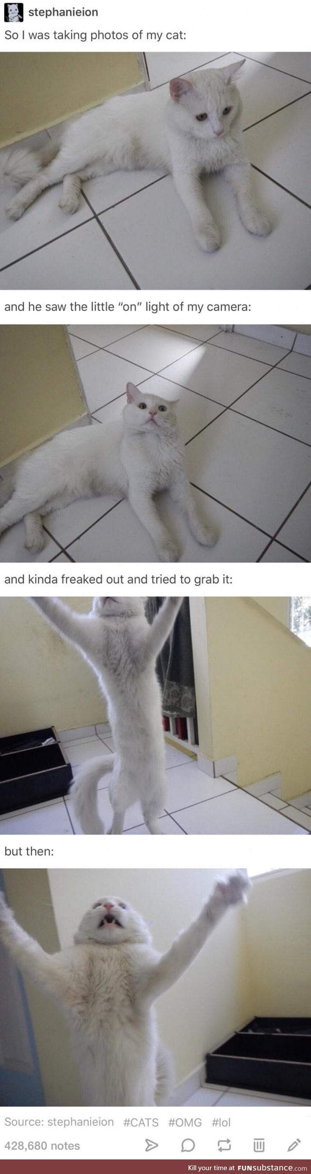 Taking photos of the cat