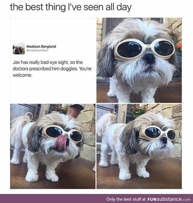 Dog with doggles