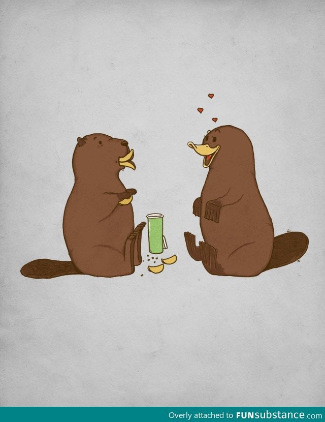 When a Beaver Seduces a Platypus
