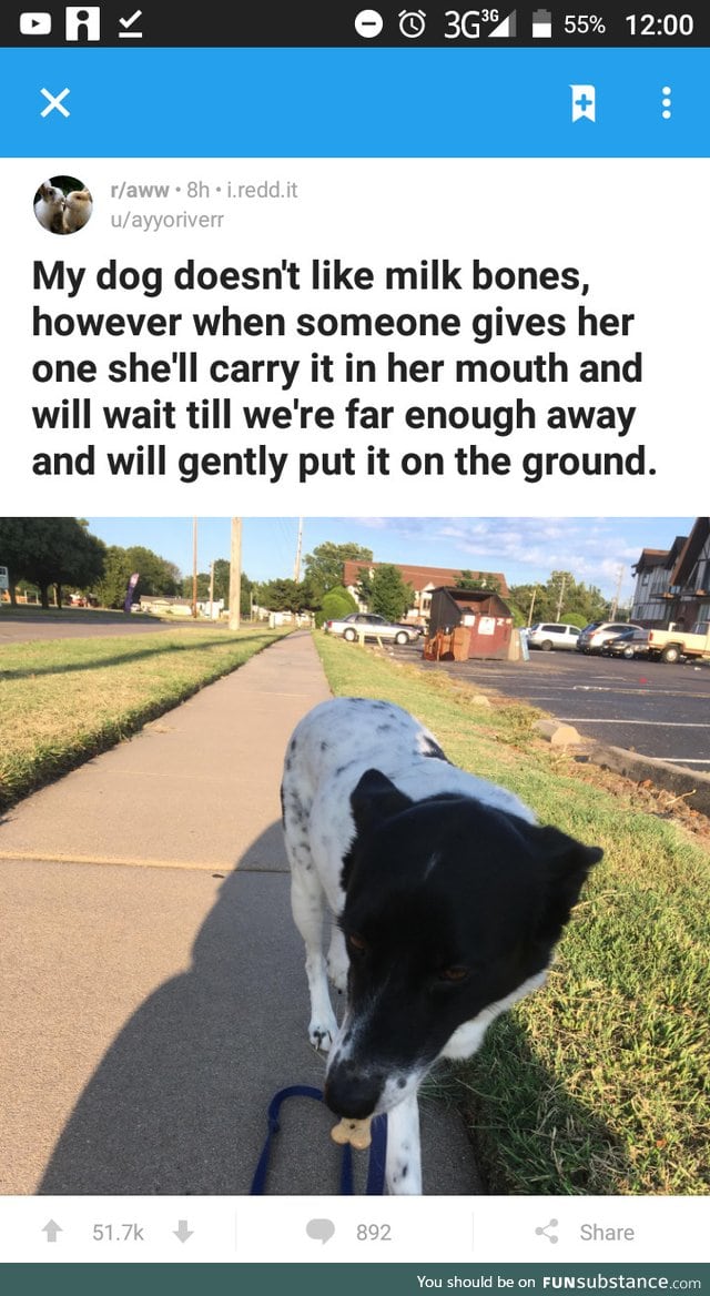 This dog knows