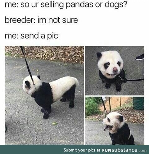 Panda dog