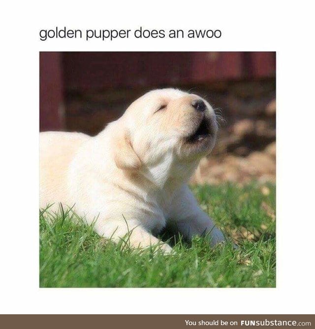 Awoooooo!