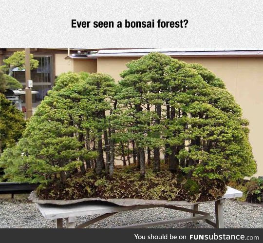 Bonsai forest
