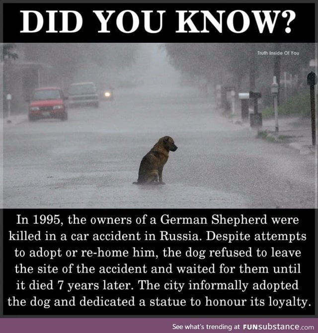 A very loyal dog