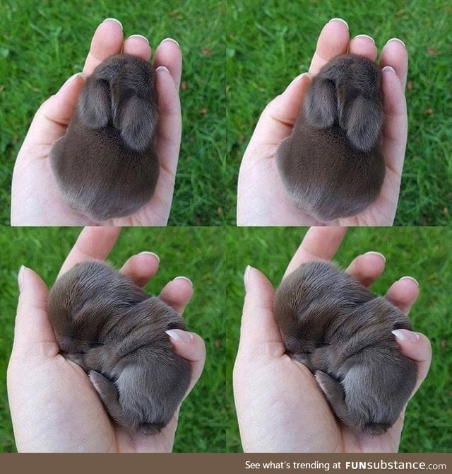 Little bunny
