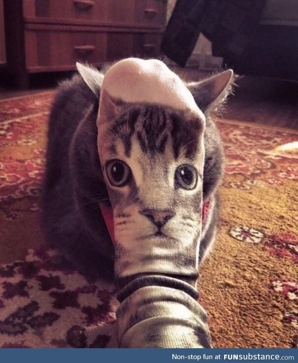 Cat socks