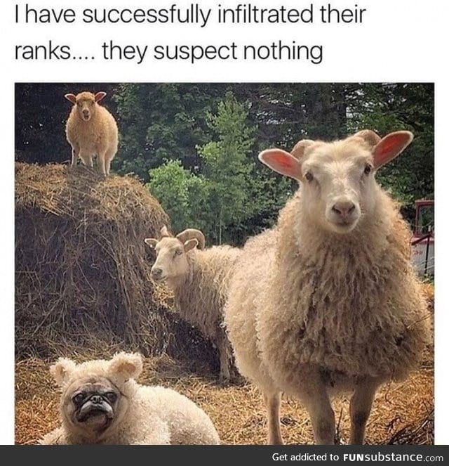 One of them