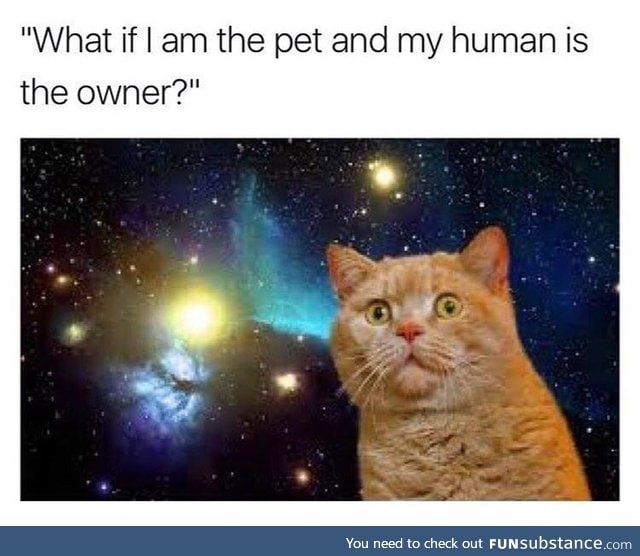 Cat shower thought