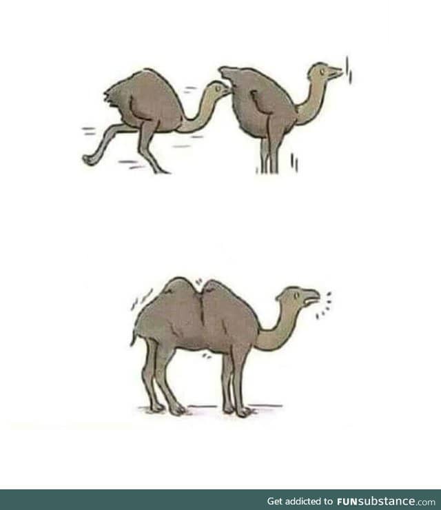 And that's how we get a camel