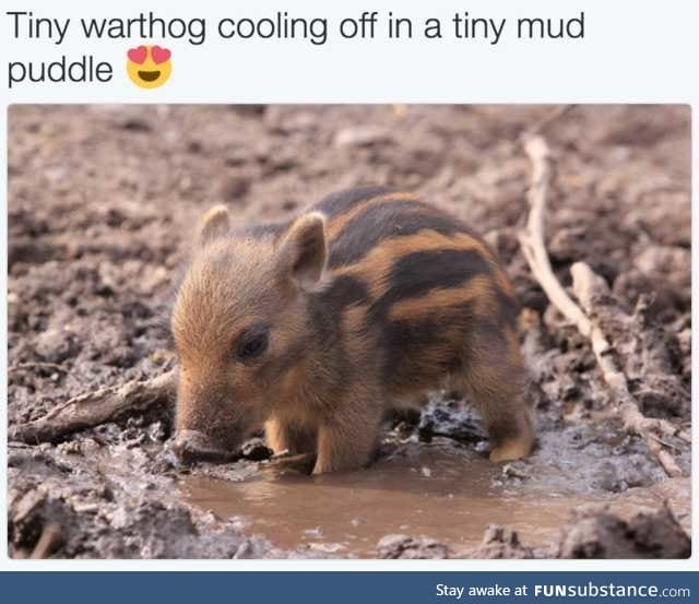 Smol cutie patootie