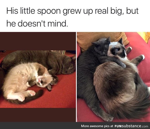Little Spoon Becomes Bigger Spoon
