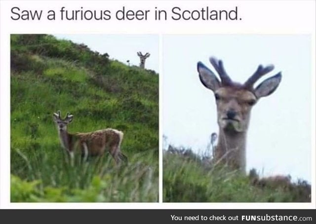 susan, i deer you!