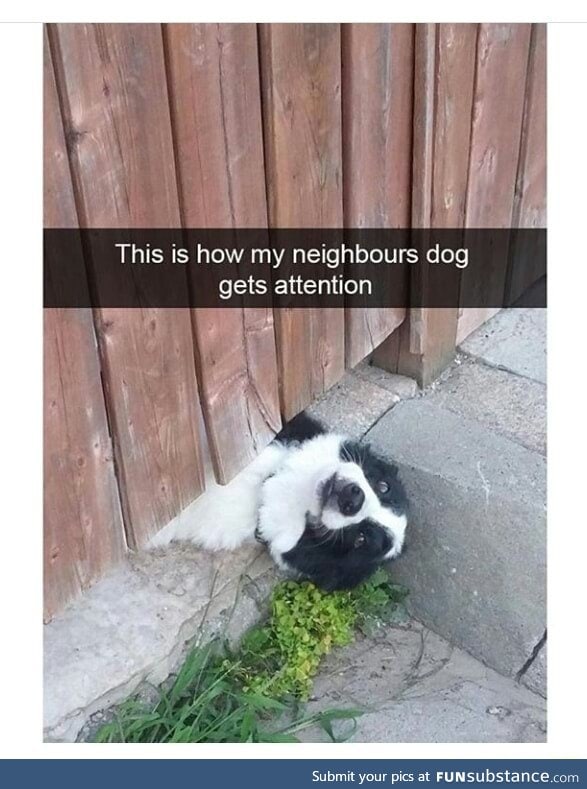 He wants a belly rub