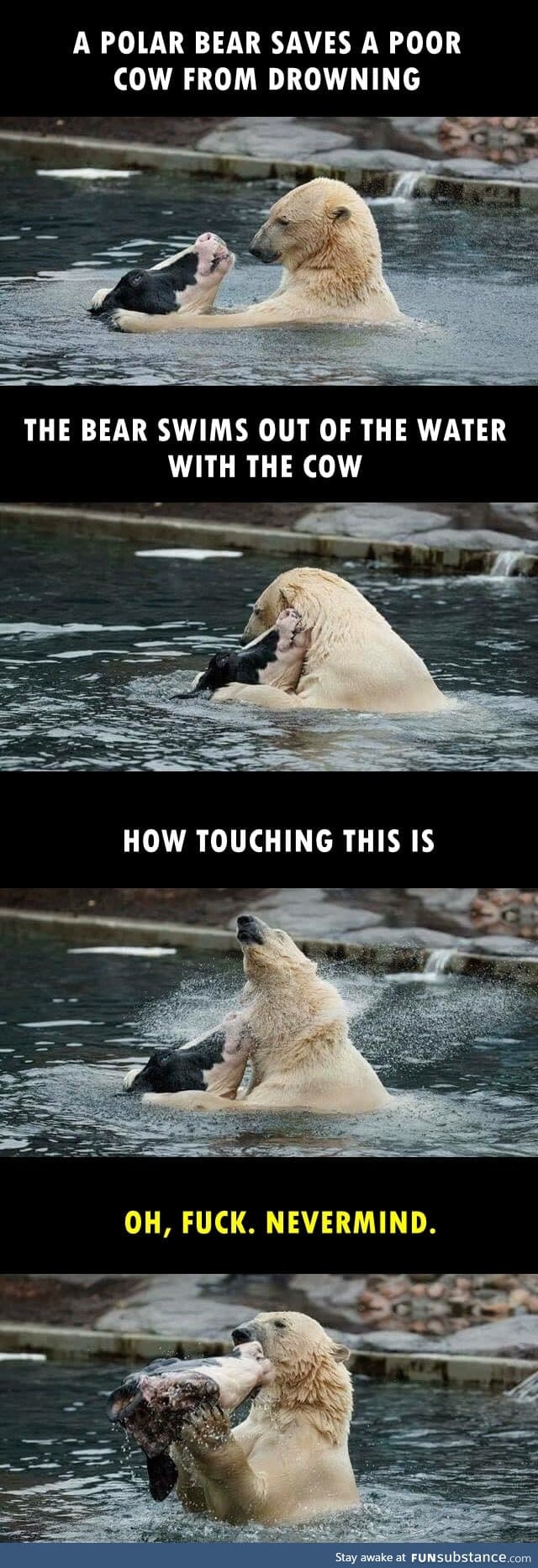Polar bear saves a cow from drowning
