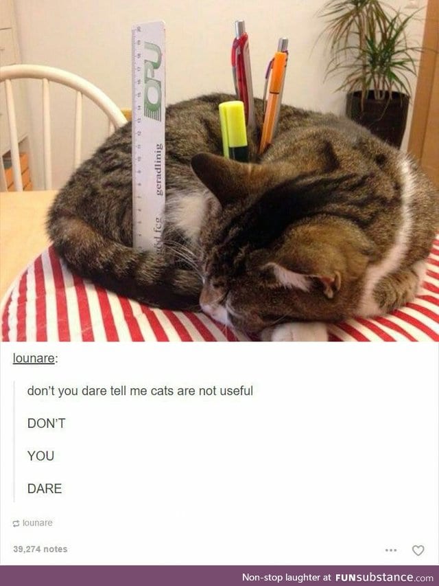 If I did that, my cat would give me the 'what the hell, man' glare