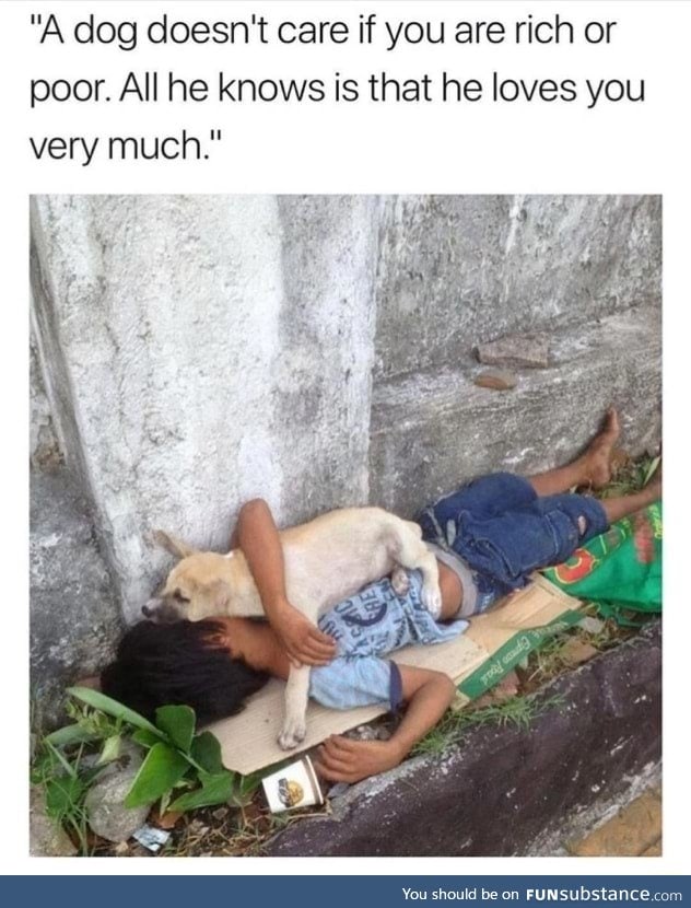 Dogs will really love you