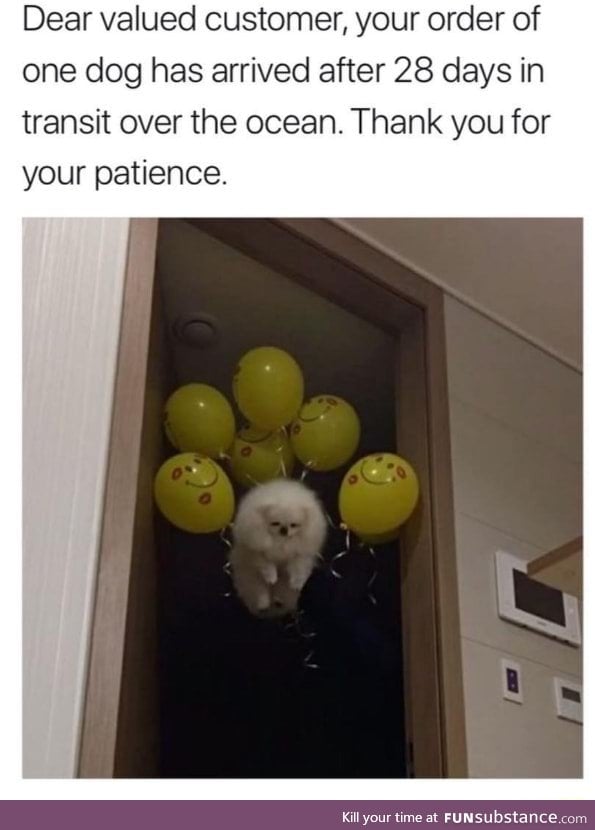 Dog delivered by air