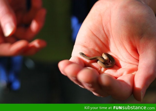 Tiny baby snake