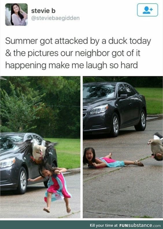 duck alert