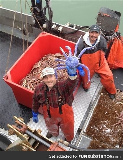 Extraordinary blue colored red king crab