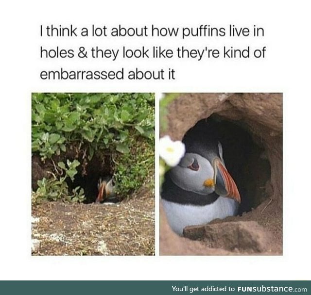 You're not ugly, puffin