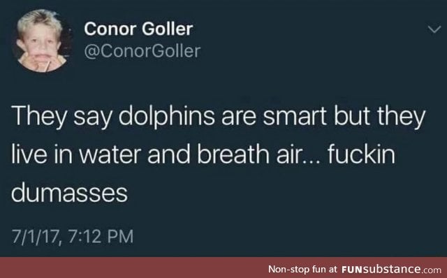 Dolphins are actually stupid