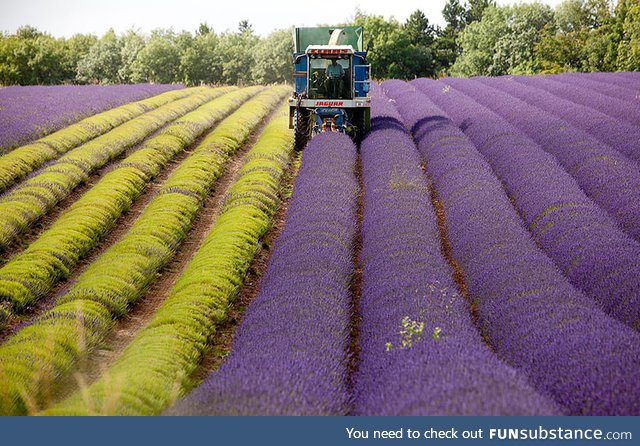 Lavender harvest