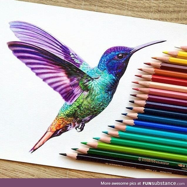 Hummingbird drawing