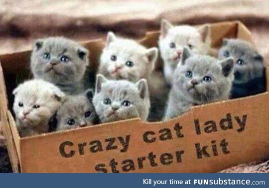 Crazy cat lady, the starter kit