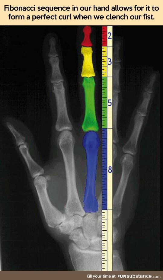 Our hands and the fibonacci sequence