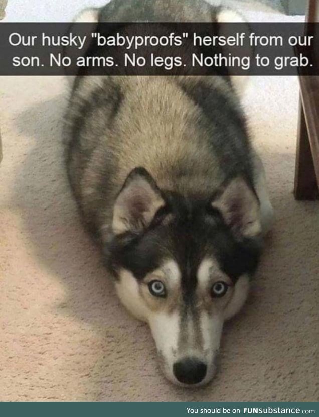 Husky is afraid of toddler