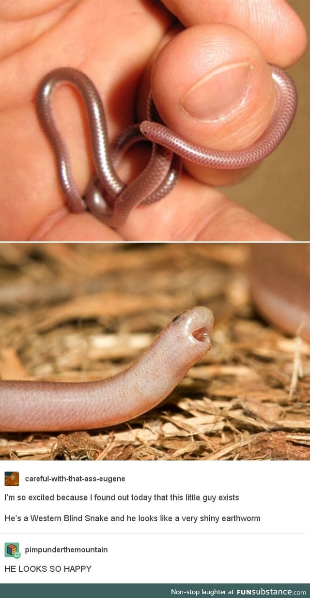 Snek