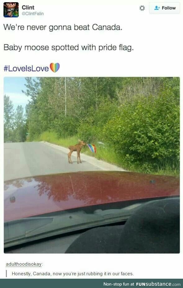 Even their moose have pride lmao