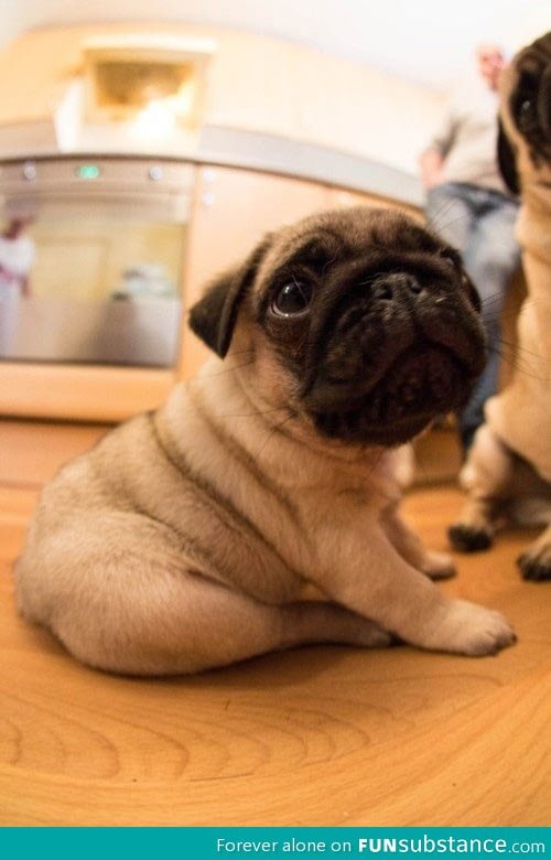 Super cute chubby pug puppy
