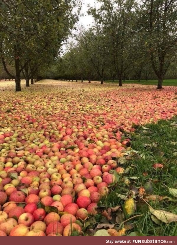 After hurricane Ophelia in Ireland