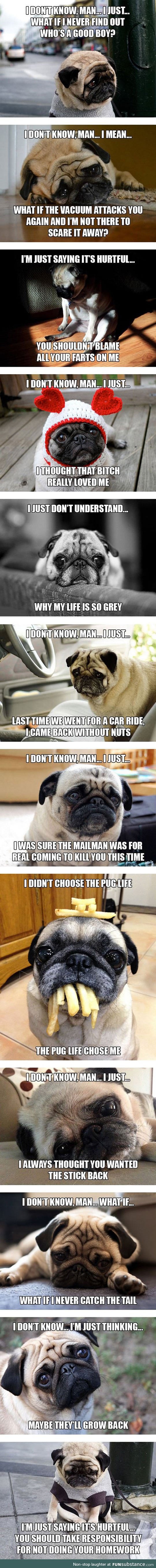 Introspective pugs and their deep thoughts