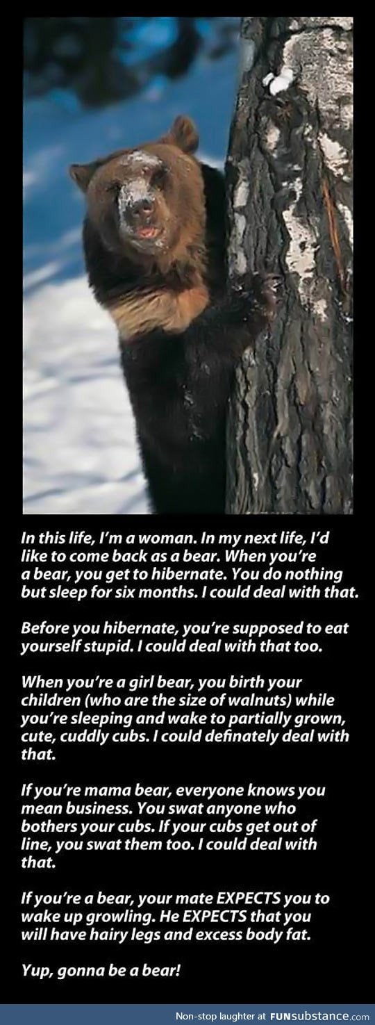 In my next life, I want to come back as a bear