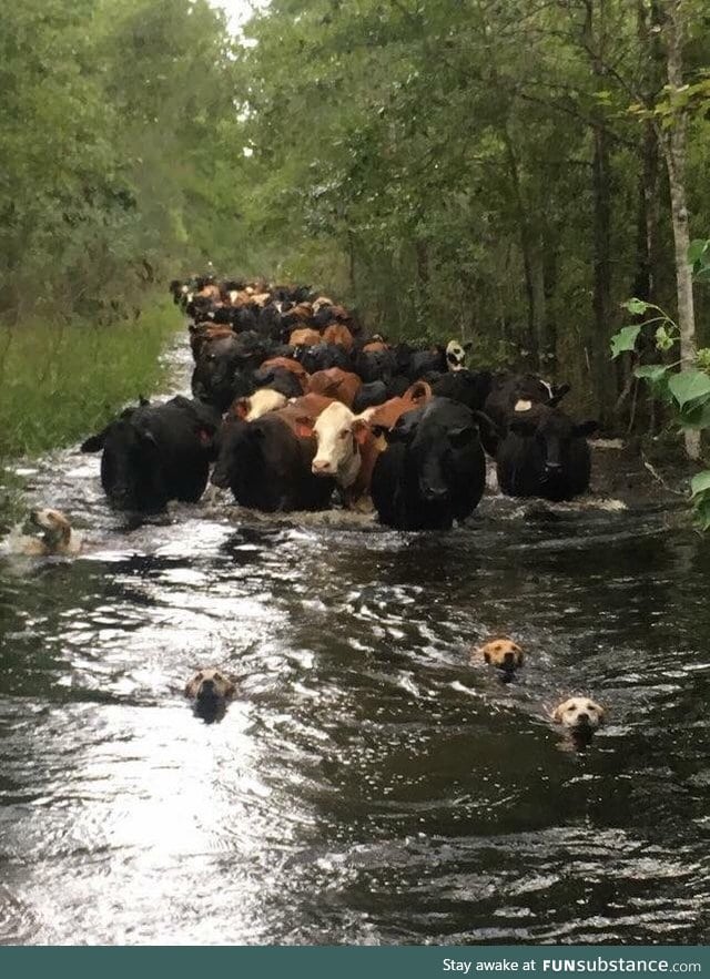 Dogfish lead the way