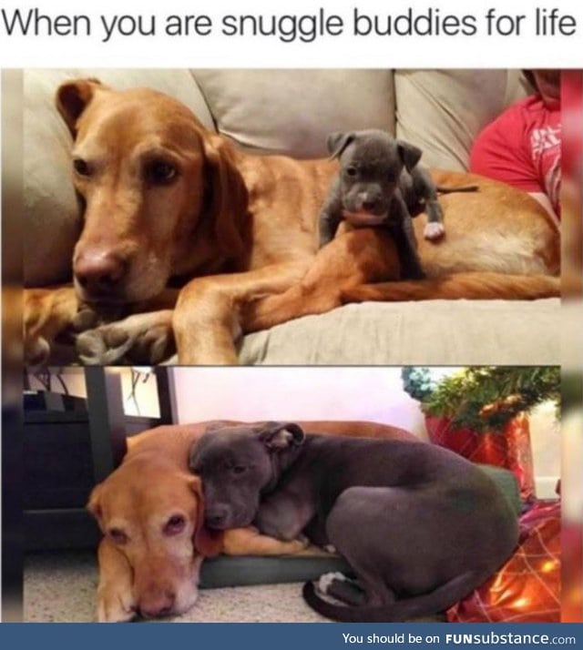 Snuggle buddies for life