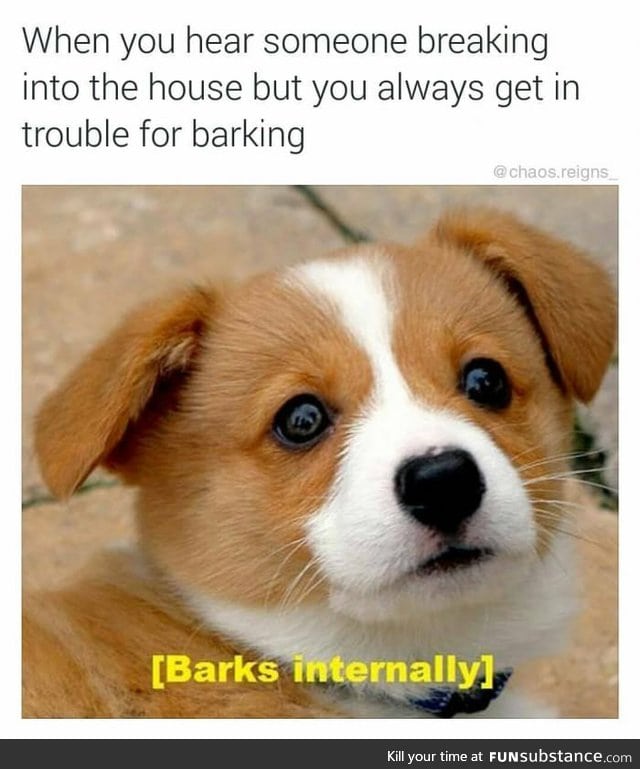 The doggo who cries bork