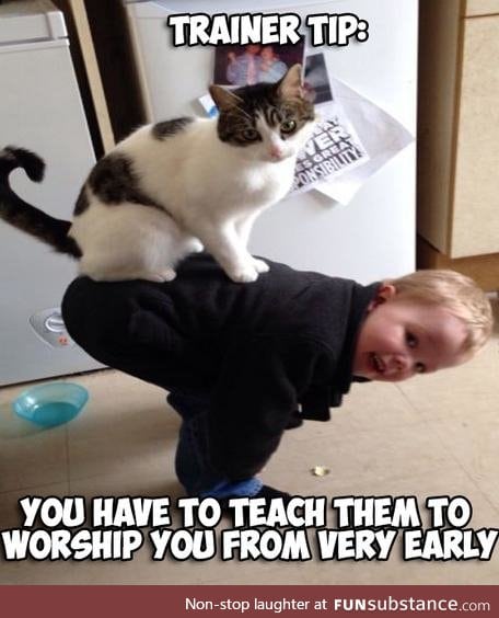 cat's in a nutshell