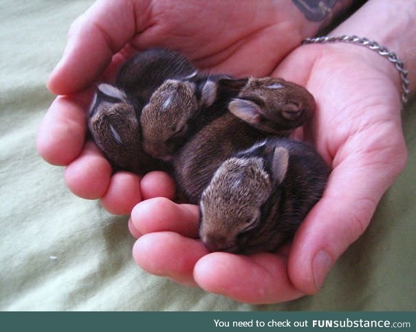 New born bunnies