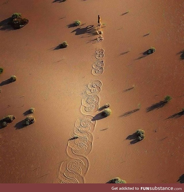 A Dingo running across a flooded plain