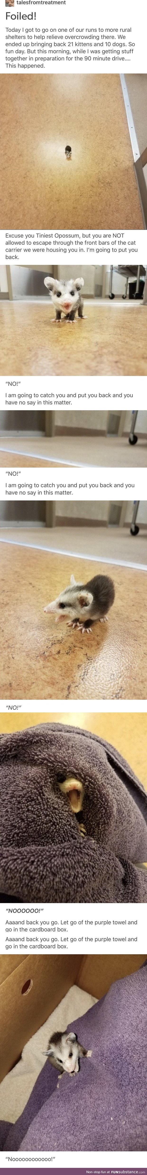 Tiniest opossum