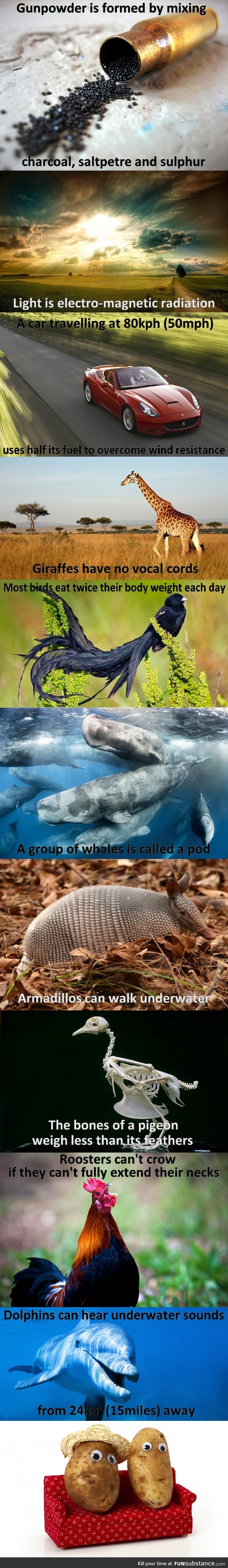 Interesting animal facts